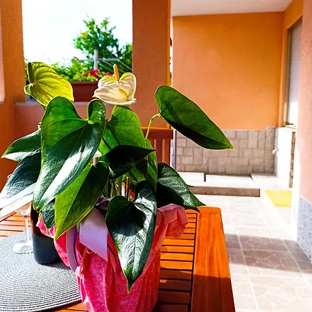Oasis Apartment Koper Exterior photo